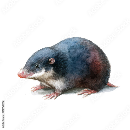 Mole in watercolor style, vector illustration, isolated on white background.