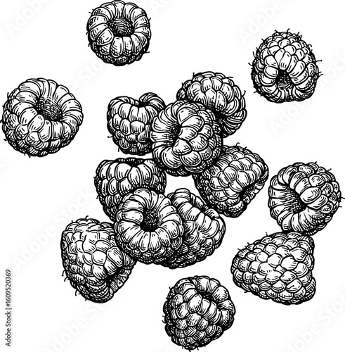 Raspberry ink sketch.