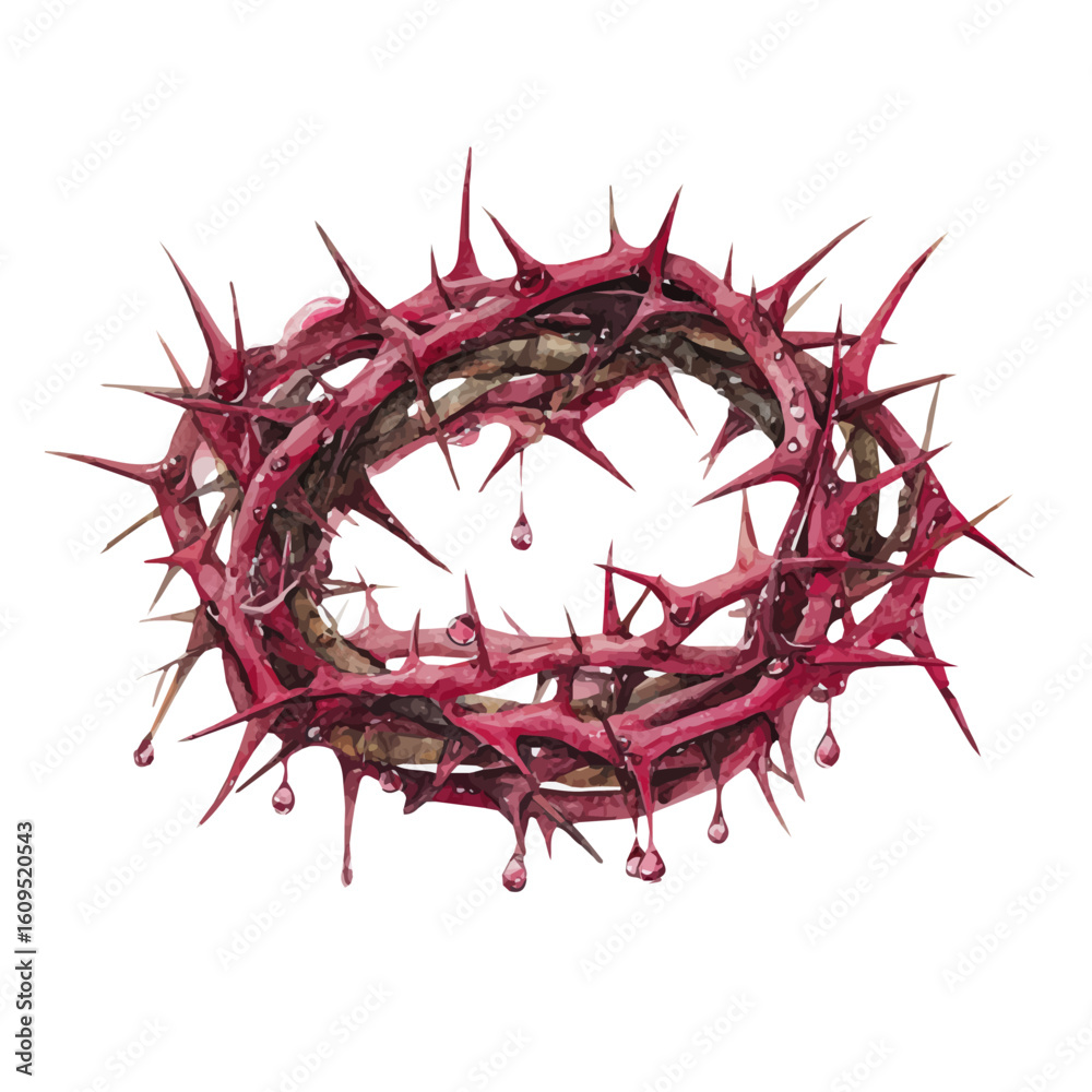 Fototapeta premium A watercolor painting of Crown Of Thorns, vector illustration on white background.