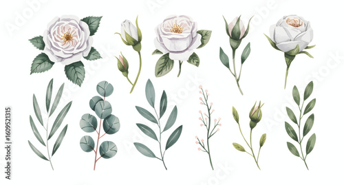 Watercolor illustration set of white garden roses and  botanical leaves.