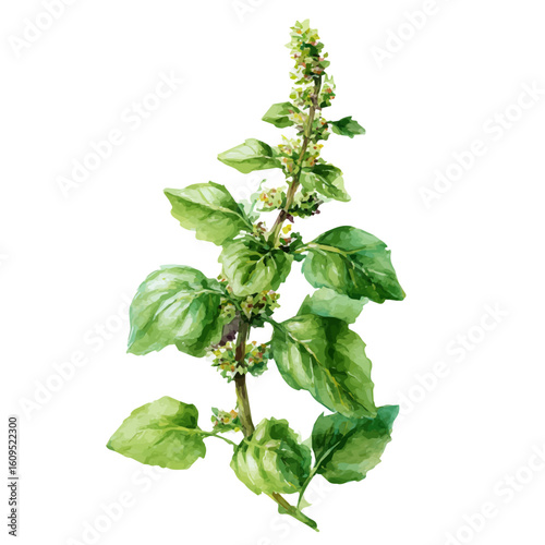 A watercolor painting of Holy Basil, vector illustration on white background.