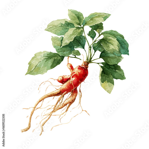 Ginseng, watercolor painting, vector illustration, isolated on a white background.