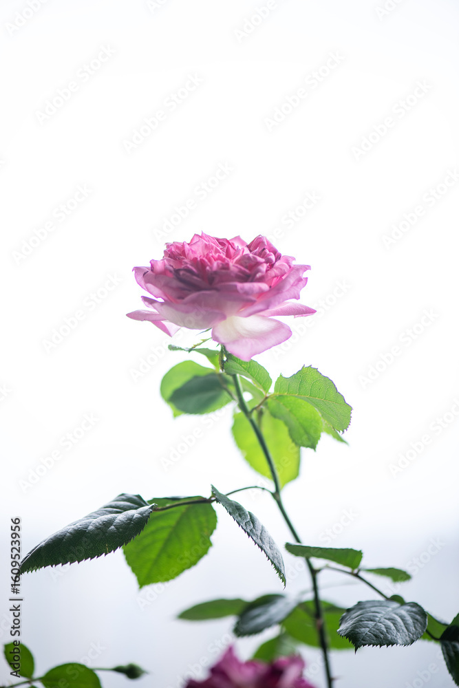 Obraz premium Blooming rose flowers