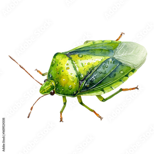 Watercolor vector illustration of Aphid, isolated on white background.