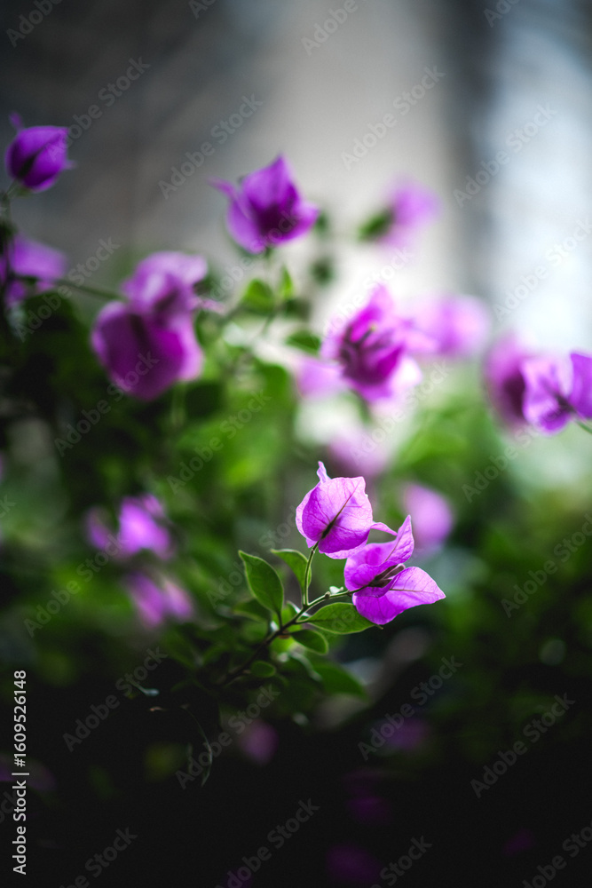 Fototapeta premium Purple bougainvillea in full bloom