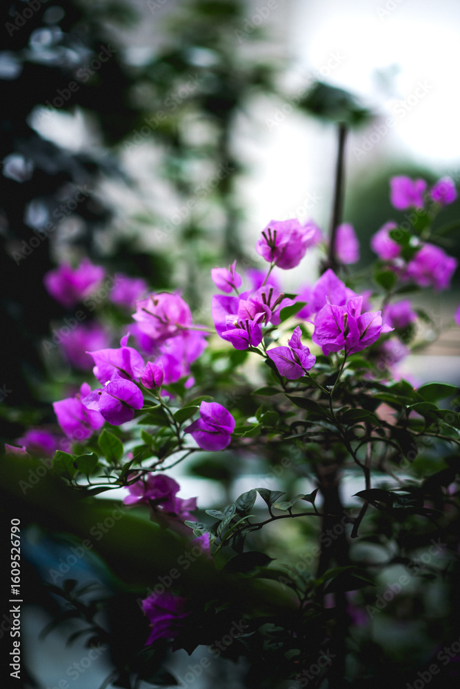 Fototapeta premium Purple bougainvillea in full bloom