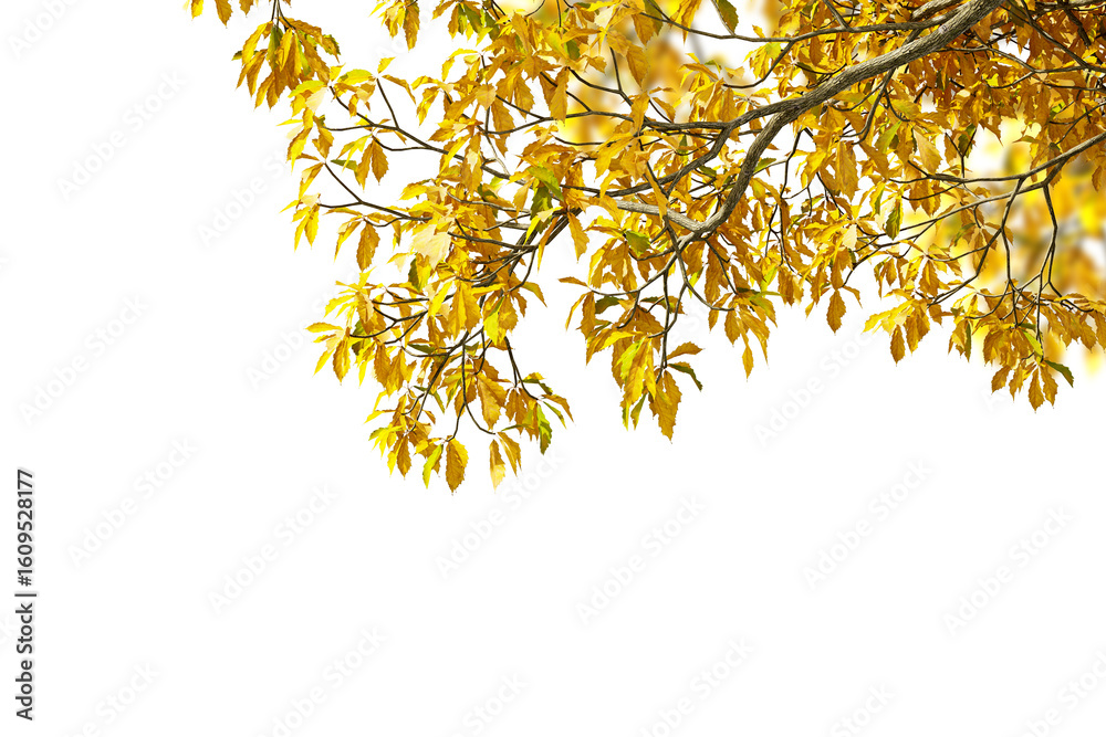 Obraz premium yellow autumn leaves isolated on white