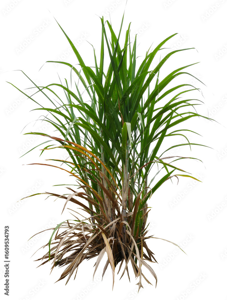 Fototapeta premium sugar plant PNG transparent removed original background 