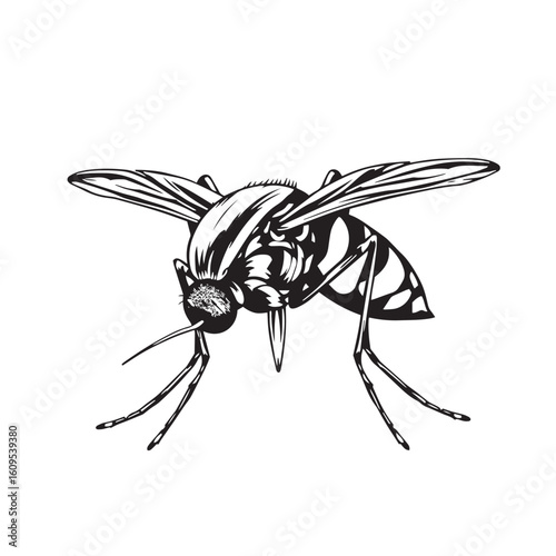 Mosquito close up vector design concept black and white illustration.