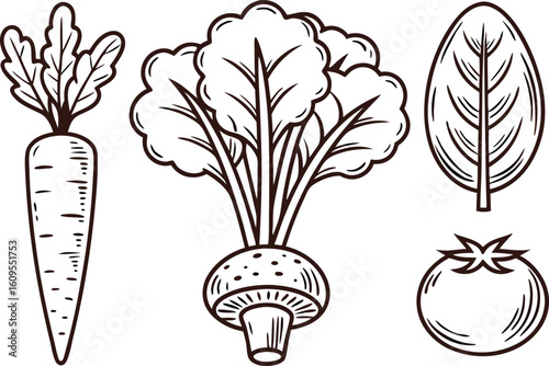 Carrot beet leaf tomato mushroom illustration vector