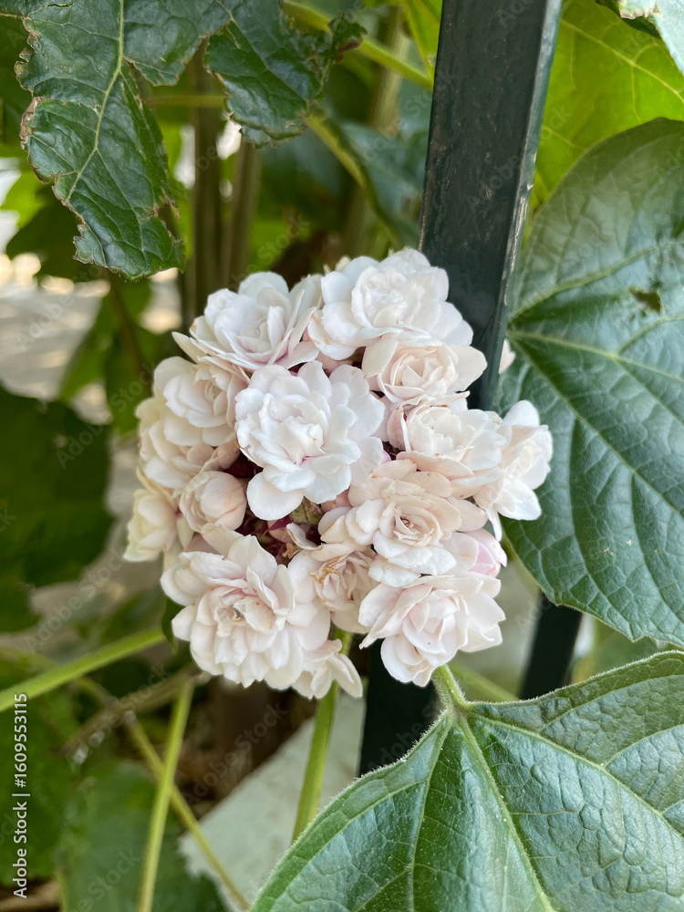 Fototapeta premium Glory Bower (Clerodendrum chinense) or pink clerodendrum, Burma cone head, Lady Nugent rose. Blooming Clerodendrum rose flower (Clerodendrum fragrans) in the Greek garden.