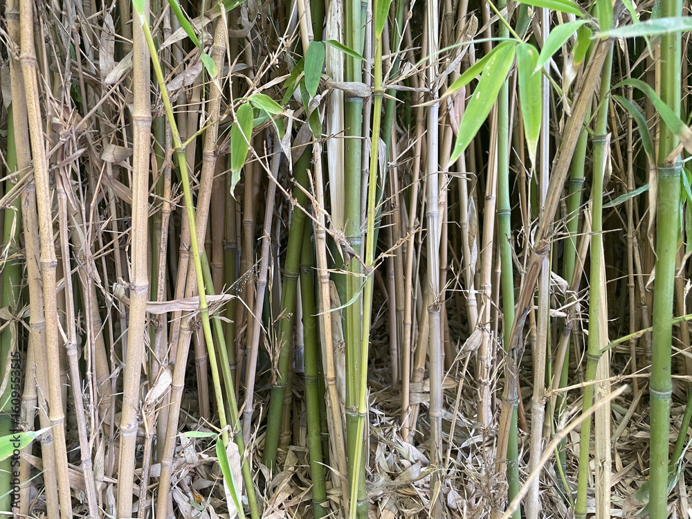 Obraz premium This photo shows a dense cluster of bamboo stalks with varying shades of green and tan. Dry leaves cover the ground, and a few fresh green leaves contrast the dried stems, highlighting natural texture
