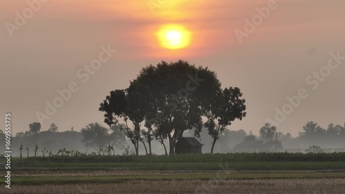 Golden hour smooth footage of a thatched hut under a tree in the middle of a vast field during sunset
