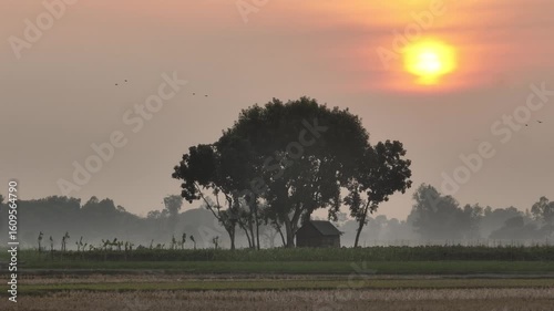 Golden hour smooth footage of a thatched hut under a tree in the middle of a vast field during sunset