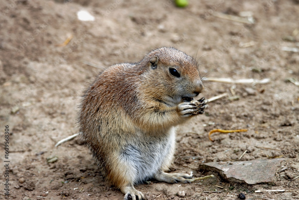 Naklejka premium chien de prairie