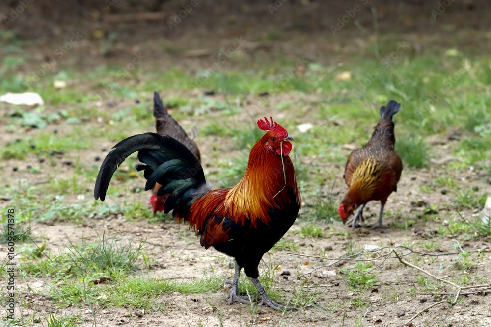 Fototapeta premium coq