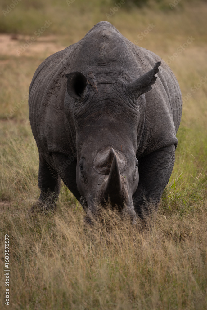 Obraz premium Rhinocéros noir dans la savane sud-africaine