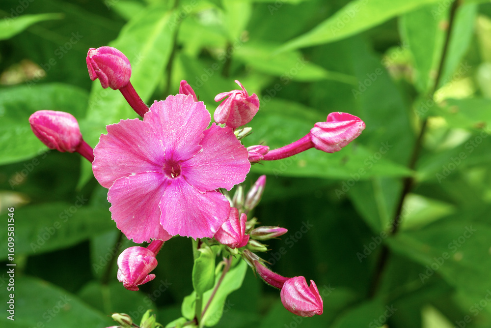 Obraz premium Close-up of vibrant phlox flower in honey plants of latvia during blooming season