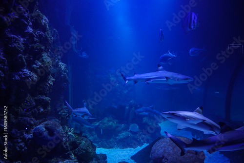 Fototapeta Naklejka Na Ścianę i Meble -  Group of sharks swimming in a deep blue aquarium with coral reef and other tropical fish, illuminated by artificial light in a tunnel-like environment