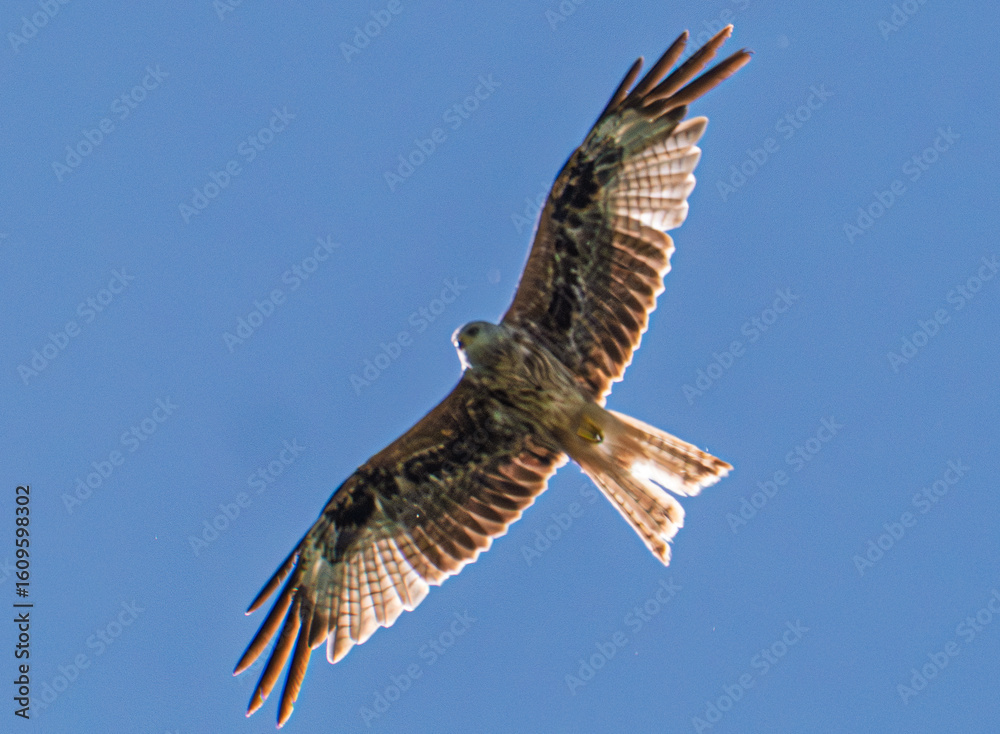 Fototapeta premium A Majestic Hawk is Soaring Gracefully and Elegantly in the Clear Blue Sky Above Us Today