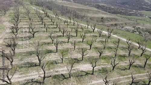 Drone video of almond orchards near the town of Hustopeče, Moravia, Czech Republic. Aerial view of spring nature, almond orchards and lookout tower.