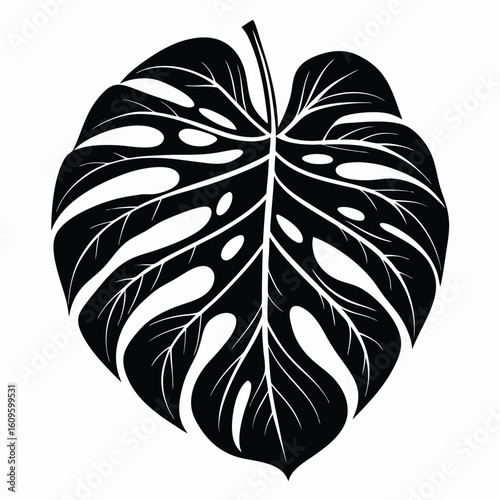 Elegant black and white illustration of a tropical monstera deliciosa leaf isolated on a white background for design elements.
