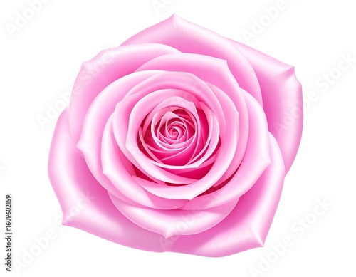 Close-up of a vibrant pink rose