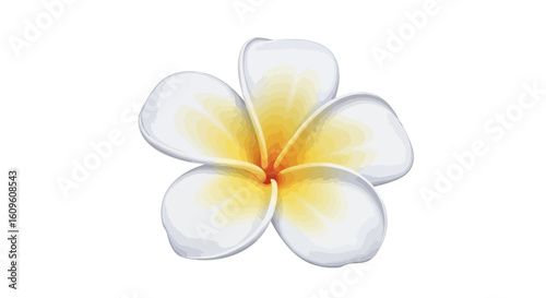 Beautiful white plumeria flower with a yellow and orange center, isolated vector illustration.
