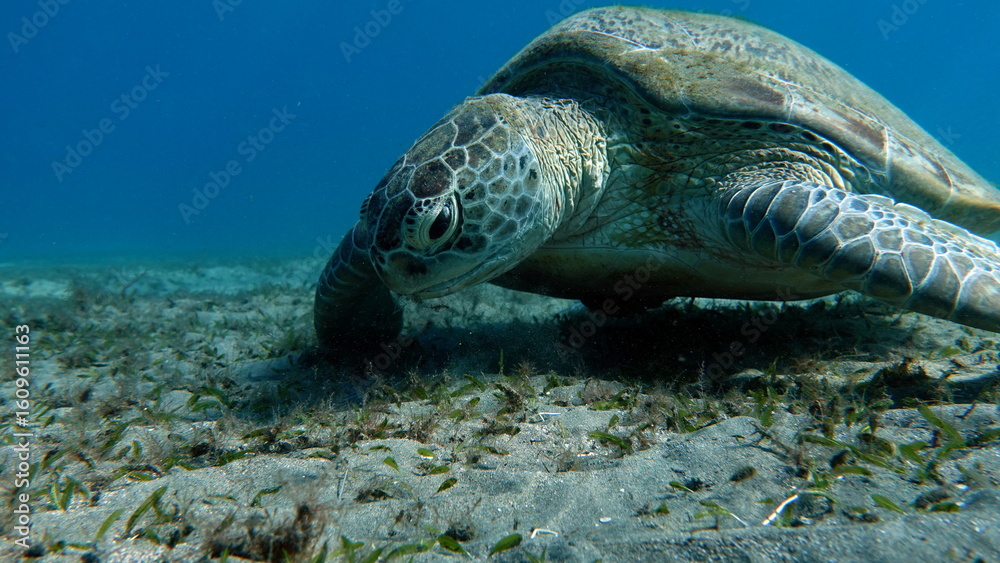 Fototapeta premium Big Green turtle , Green turtles are the largest of all sea turtles. A typical adult is 3 to 4 feet long and weighs between 300 and 350 pounds. 