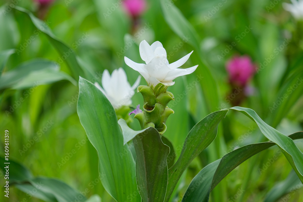 Fototapeta premium lily of the valley