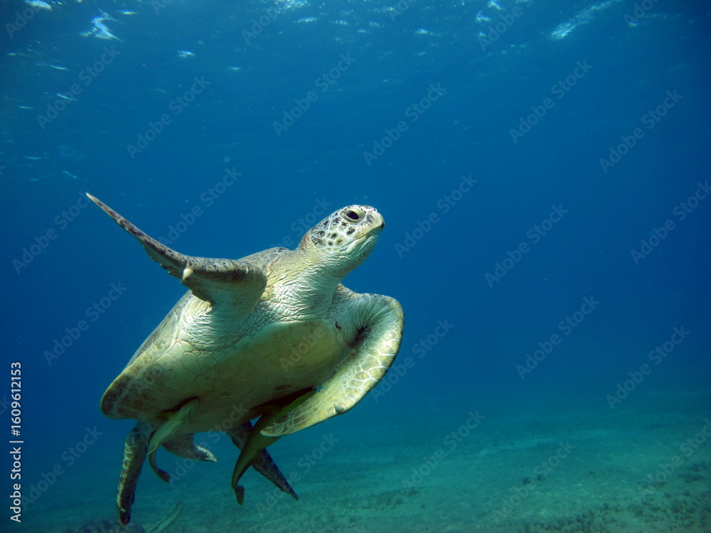 Obraz premium Big Green turtle , Green turtles are the largest of all sea turtles. A typical adult is 3 to 4 feet long and weighs between 300 and 350 pounds.