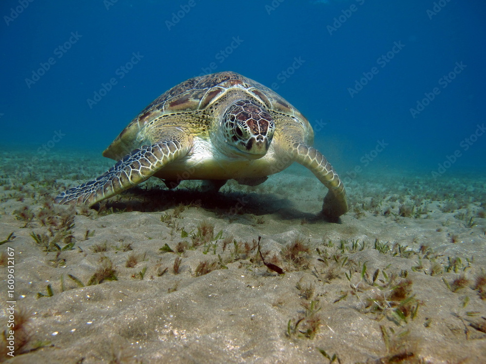 Obraz premium Big Green turtle , Green turtles are the largest of all sea turtles. A typical adult is 3 to 4 feet long and weighs between 300 and 350 pounds. 