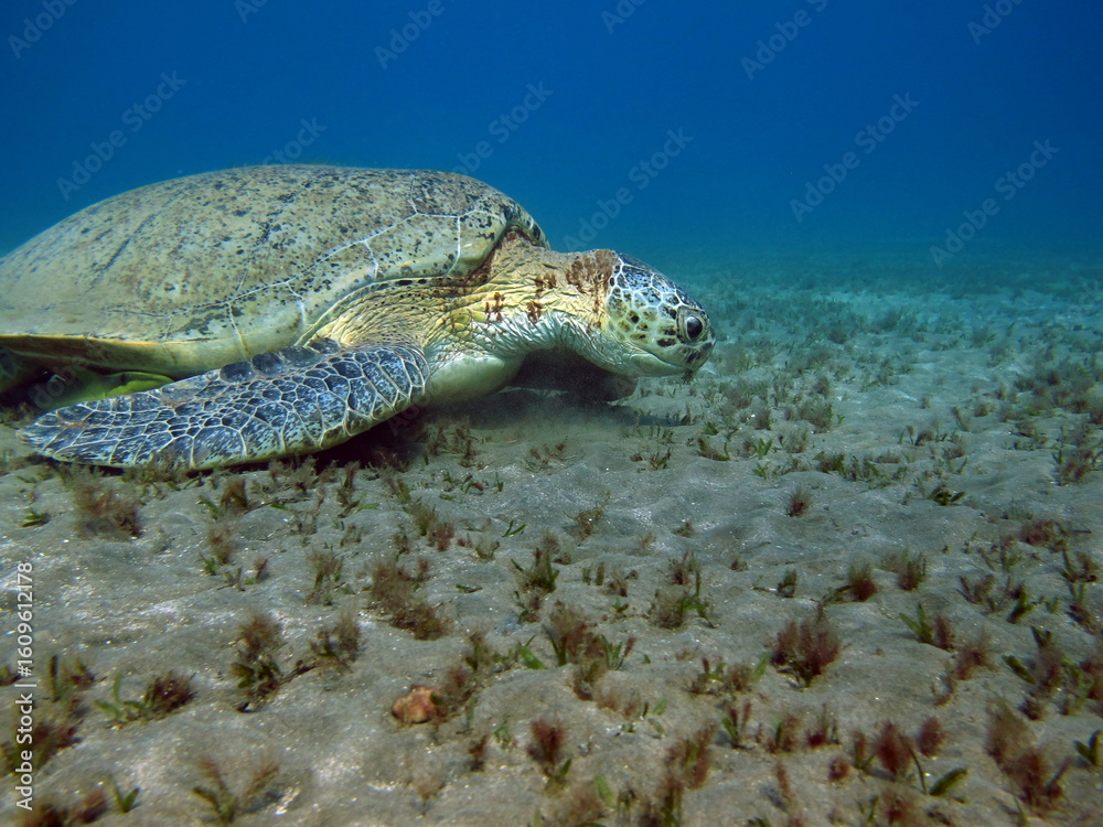 Obraz premium Big Green turtle , Green turtles are the largest of all sea turtles. A typical adult is 3 to 4 feet long and weighs between 300 and 350 pounds. 