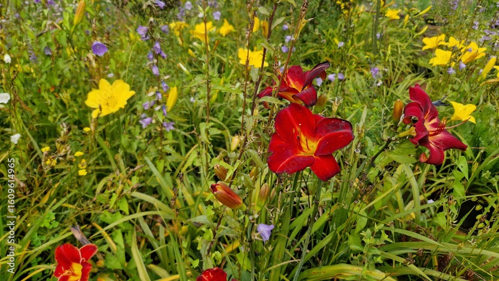 Fototapeta premium Red and yellow daylily flowers in a summer garden. Hemerocallis