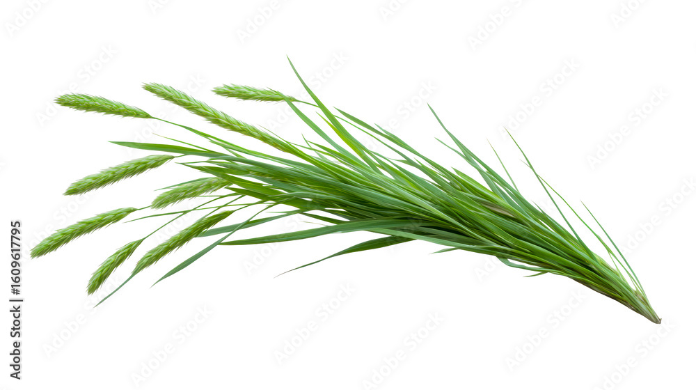 Fototapeta premium Fresh green grass with seed heads on a transparent background