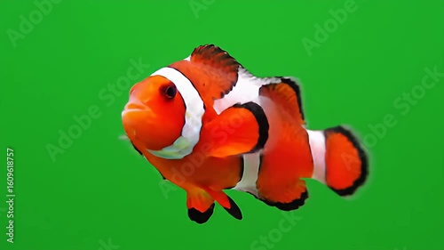 Wallpaper Mural Vivid clownfish with orange and white stripes swims against a vibrant green background Torontodigital.ca