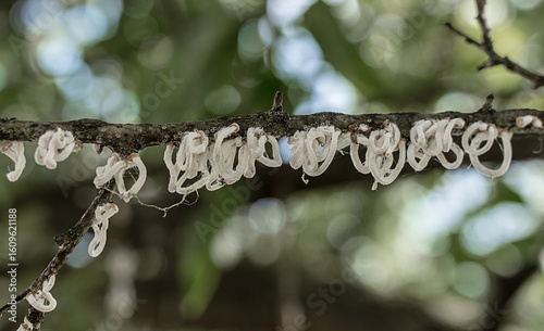 Takahashia japonica is a pest recognisable by its conspicuous white ring-shaped ovisacias hanging like a white garland.It belongs to the category of the white ‘garland’ cochineal.