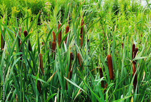 Reeds in the swamp