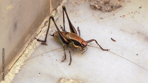 Close-up Shot of a Common Grasshopper in Nature. This video features a close-up view of a grasshopper on a surface, showcasing its intricate details, colours, and antennae.