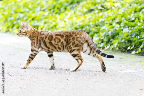 Canvas Print Bengal cat from the side, Bengal cat  cat with leopard print, wild brown tomcat,