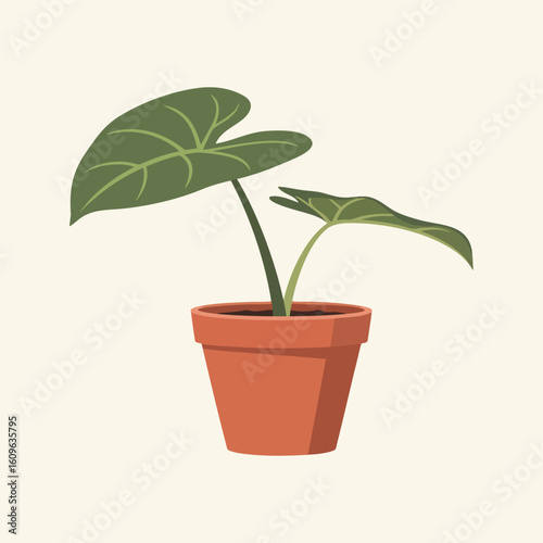 Illustrated Alocasia Plant in Terracotta Pot.