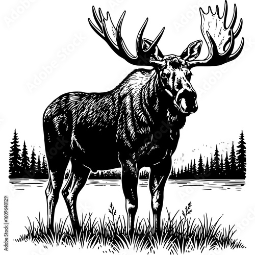 Majestic male moose with large antlers, standing in a wilderness landscape, depicted in a classic black and white woodcut illustration style.