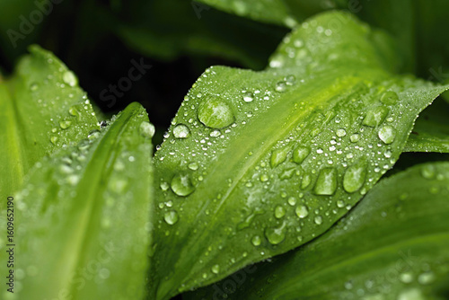 Fresh morning dew water droplets on bear garlic leaves. Close-up natural spring texture, minimalist artistic composition background. Health, organic and wellness themes. European forest in Czechia.
