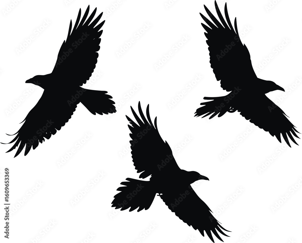Obraz premium Set of Raven bird Silhouette Collection. transparent background. vector illustration. black and white, halloween, Raven bird, bundle Black Cat, Bat, Spider, Spider Web, Skeleton, Haunted House, Owl, C