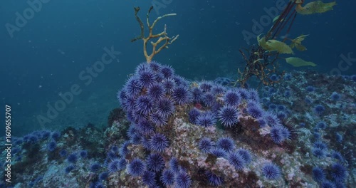 Large number of purple urchins gang up on two hapless kelps.