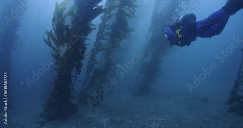 Wallpaper Mural Scuba diver swimming into kelp with current organics. Torontodigital.ca