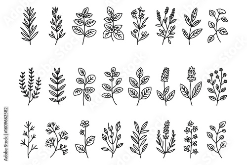 Botanical herbs sketch outline illustration set for packaging, invitation and wall decor