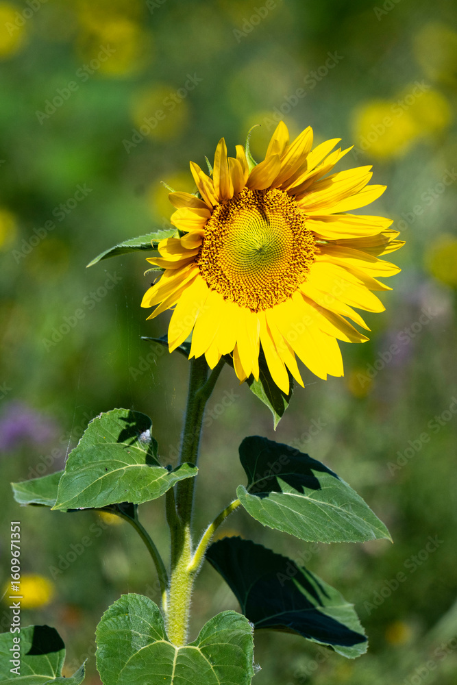 Fototapeta premium Helianthus annuus, Tournesol