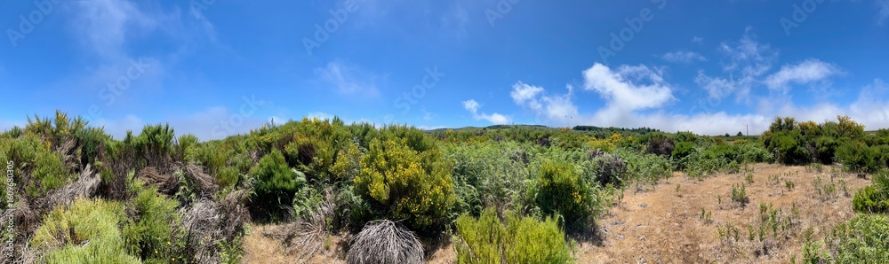 Paul da Serra, ein Gebirgsmoor oder Hochmoor auf Madeira Paul da Serra, ein Gebirgsmoor oder Hochmoor auf Madeira