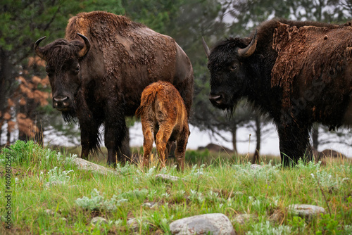 american bison eating in South Dakota Badlands